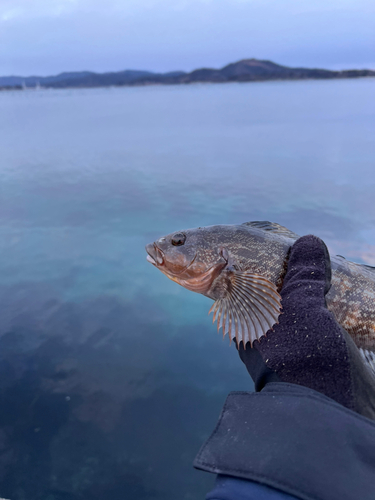 アイナメの釣果