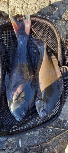 メジナの釣果