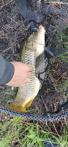 コイの釣果