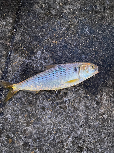 コノシロの釣果