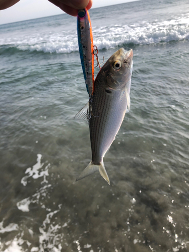 コノシロの釣果