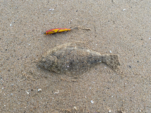 ヒラメの釣果