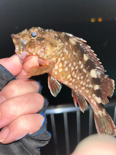 カサゴの釣果