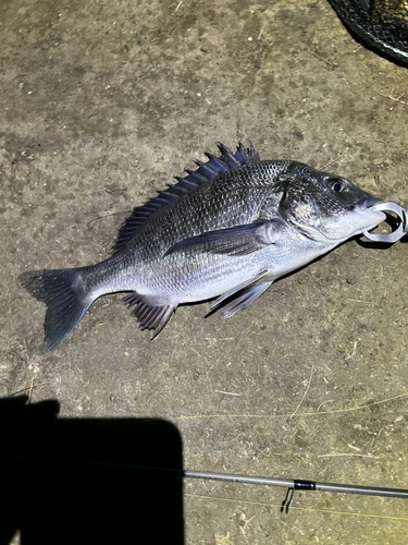 クロダイの釣果