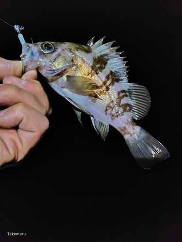 メバルの釣果