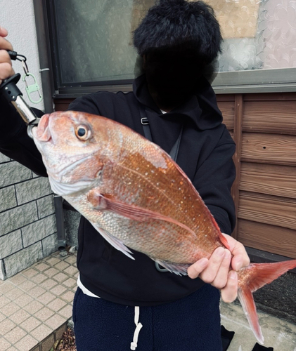 タイの釣果