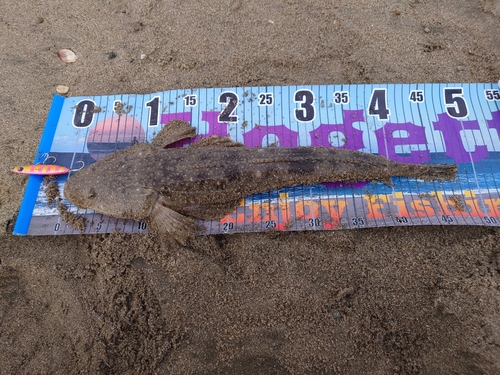 マゴチの釣果