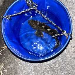 カサゴ