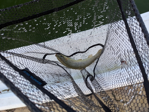 ブラウントラウトの釣果