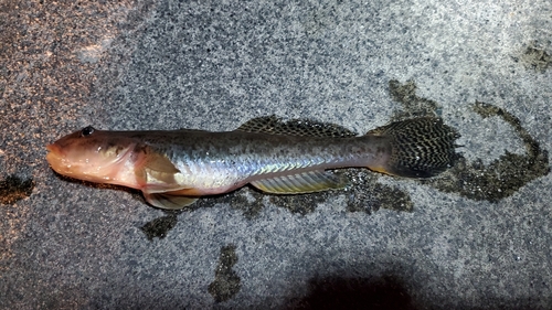 ハゼの釣果