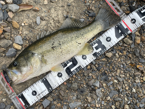 ブラックバスの釣果