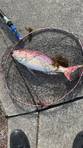 イトヨリダイの釣果