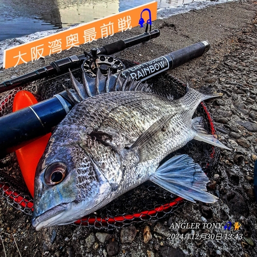 キビレの釣果