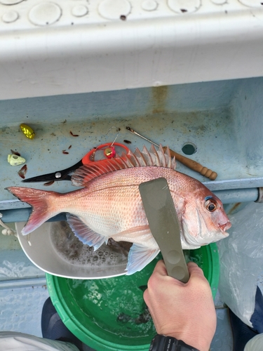 タイの釣果