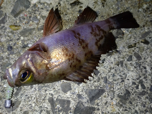 メバルの釣果