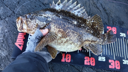 タケノコメバルの釣果