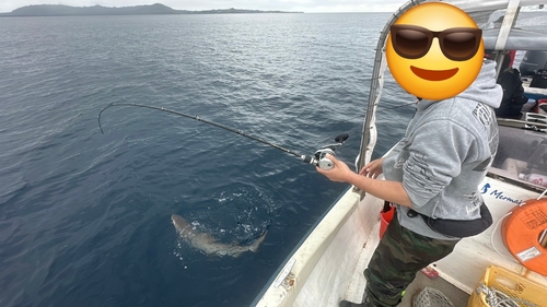 ネムリブカの釣果