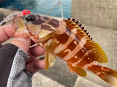 アカハタの釣果