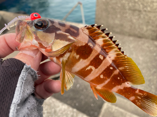 アカハタの釣果