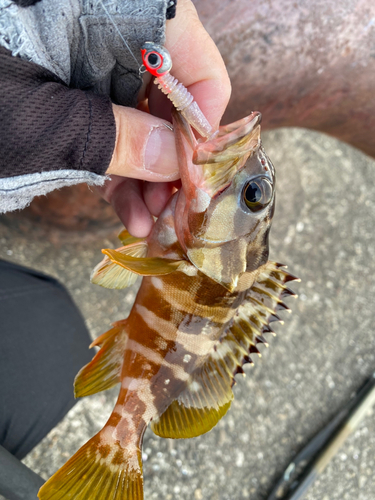 アカハタの釣果