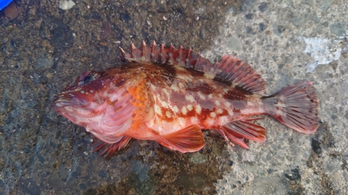 カサゴの釣果