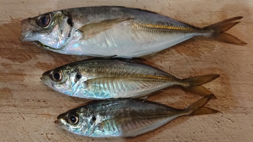 アジの釣果