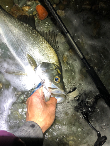 ヒラスズキの釣果