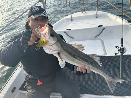 シーバスの釣果