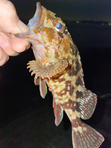 タケノコメバルの釣果