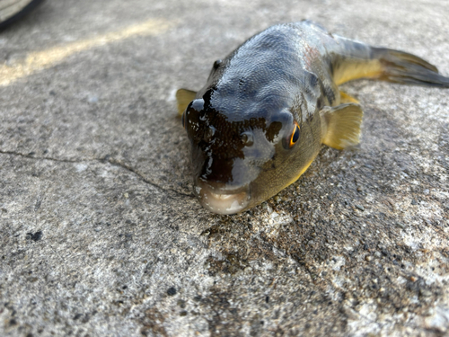 フグの釣果