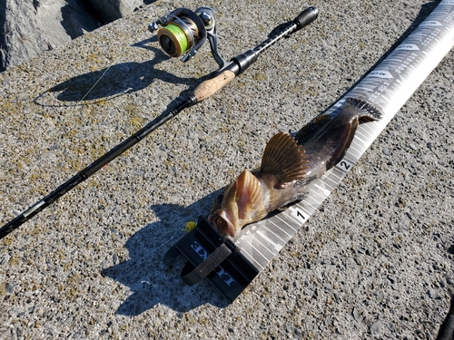 アイナメの釣果