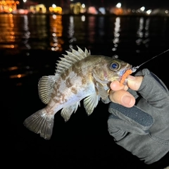 メバルの釣果