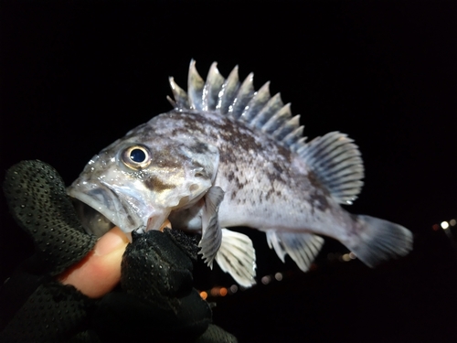 クロソイの釣果