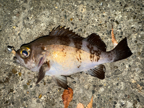 メバルの釣果