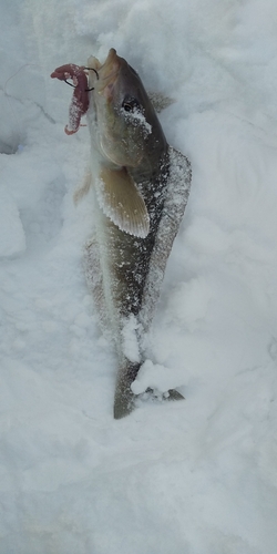 ホッケの釣果