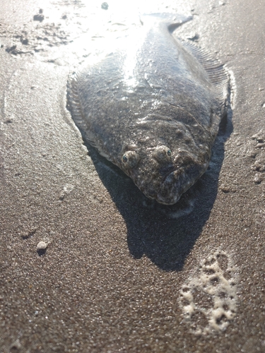 ソゲの釣果