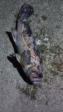 クロソイの釣果