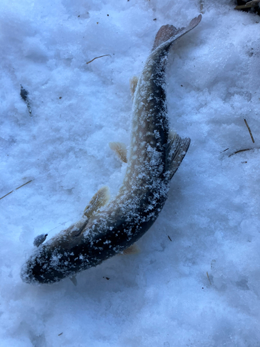 アメマスの釣果