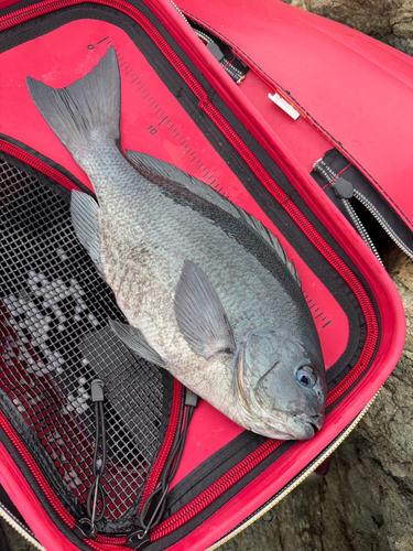 クチブトグレの釣果