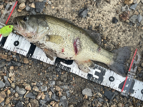 ブラックバスの釣果