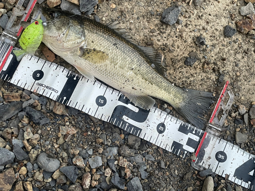 ブラックバスの釣果