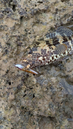 オオモンハタの釣果