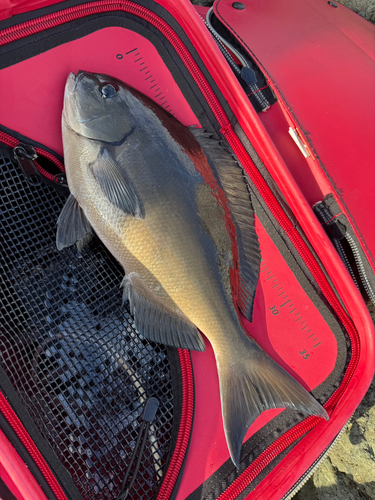 オナガグレの釣果