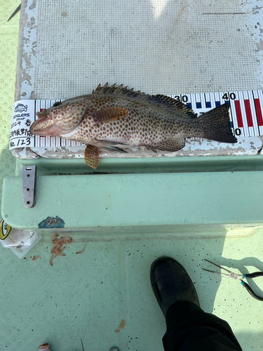 オオモンハタの釣果