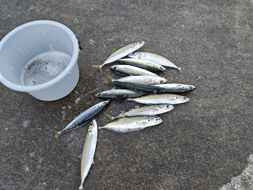 ムロアジの釣果