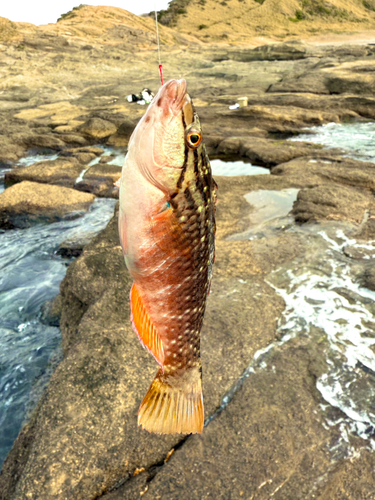 アカササノハベラの釣果