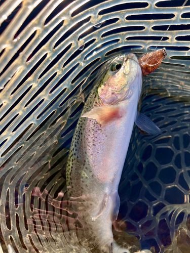 レインボートラウトの釣果