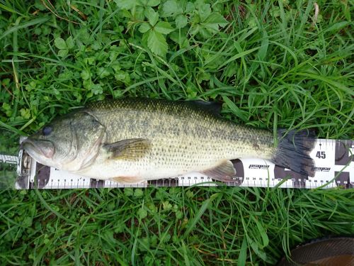 ブラックバスの釣果