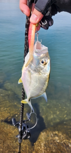 ロウニンアジの釣果