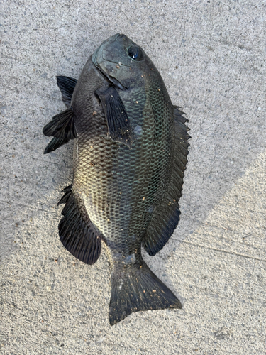 メジナの釣果